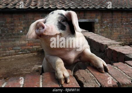 Gloucester alten Spot Schwein, bei Wick Hof, die von Farmen für Kinder ausgeführt wird, an der Overton Lane, Arlingham, Gloucestershire. Fotos von Andrew Higgins Stockfoto