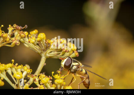 Schweben, Fliegen, Blume fliegen, oder syrphid Fliegen sitzen auf gelben Blüten. Die Hover fly Mund ist über eine Blume einige Nektar zu trinken Stockfoto