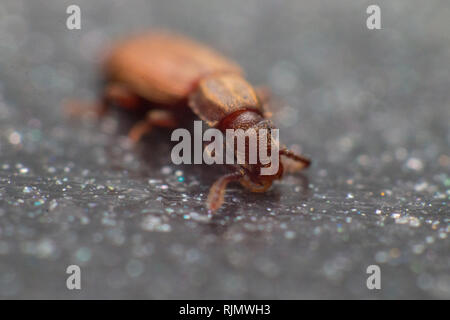 Merchant Korn Käfer in grauer Hintergrund Blick von der Seite Makro Nahaufnahme Oryzaephilus mercator Stockfoto