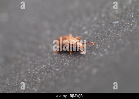 Merchant Korn Käfer in grauer Hintergrund Blick von der Seite Makro Nahaufnahme Oryzaephilus mercator Stockfoto