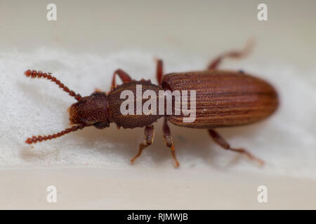 Merchant Korn Käfer in Grau Weiß Ansicht von oben Makro Nahaufnahme Oryzaephilus mercator Stockfoto