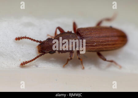 Merchant Korn Käfer in Grau Weiß Ansicht von oben Makro Nahaufnahme Oryzaephilus mercator Stockfoto