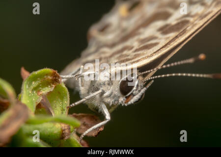 Gesprenkelte Linie Blauer Schmetterling - Wissenschaftlicher Name: Catopyrops florinda sitzt auf einem grünen Anlage mit ihren Flügeln zusammen geschlossen, vollen Blick diagonal geschossen Stockfoto