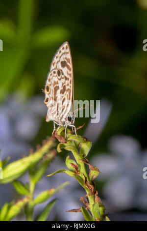 Gesprenkelte Linie Blauer Schmetterling - Wissenschaftlicher Name: Catopyrops florinda sitzt auf einem grünen Anlage mit ihren Flügeln zusammen geschlossen, vollständige Ansicht weit weg anzeigen Stockfoto