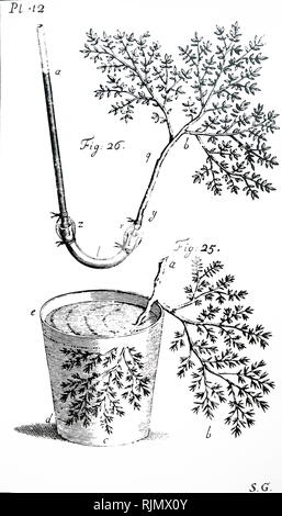 Eine Gravur ehren Stephen Hales (1677-1761); mit seinen Experimenten auf die Verbreitung der Pflanzen in SAP. Von Robert John Thornton den Tempel von Flora, London, 1807 Stockfoto