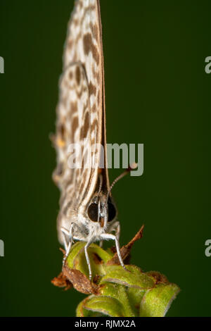 Gesprenkelte Linie Blauer Schmetterling - Wissenschaftlicher Name: Catopyrops florinda sitzt auf einem grünen Anlage mit ihren Flügeln zusammen geschlossen, vollständige Ansicht extra Close up Stockfoto