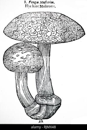 Ein kupferstich mit der Darstellung der Fly Agaric, Amanita Muscaria, von John Parkinson Theatrum Botanicum: oder das Theater von Plantes', London, 1640 Stockfoto