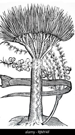 Eine Gravur, Dracaena Draco: der Drachenbaum. Von John Parkinson Theatrum Botanicum oder das Theater von Plantes', London, 1640. Dracaena Draco, der Kanarischen Inseln Drachenbaum oder Drago, ist ein subtropischer Baum Pflanze in der Gattung Dracaena, native auf den Kanarischen Inseln, Kap Verde, Madeira, und vor Ort in Marokko Stockfoto