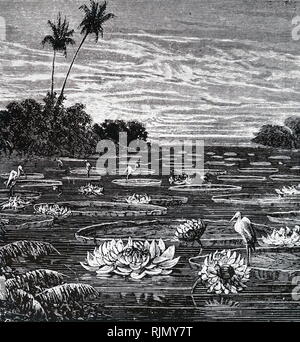 Eine Gravur, die Victoria Regia, die riesigen waterlily des tropischen Südamerika 1890 Stockfoto