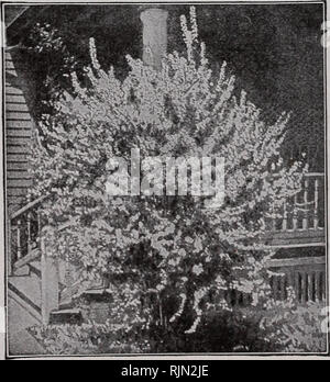 . Barnard's Samen. Samen Samen Kataloge Kataloge; Blumen; Baumschulen (Gartenbau) Kataloge; Gartengeräte und Zubehör Kataloge. 90 Die W. W. Barnard Co., 231-235 W. Madison St., Chicago FJiiladelplLUs (Mock Orange; Syringa). Diese Sträucher sind in der Regel groß, kräftig und sind auch bemerkenswert für ihre Fülle von Ver duftenden weißen Blüten, die sich hervorragend für das Schneiden sind. Sie gedeihen gut in fast jedem gut-durchlässigen Boden und sogar unter Bäumen. Wenn Beschneidung notwendig ist, sollte es nach der Blüte, da die Blumen auf den Wald erscheinen im Vorjahr gebildet werden. Schneiden Sie die Bra