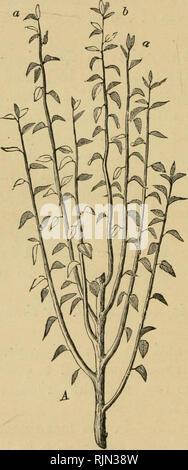 . Barry's Obstgarten. Obst - Kultur. [Aus dem alten Katalog]. kein GEl^ ALLGEMEINE GRUNDSÄTZE. die Ergebnisse in einer Saison, die für zwei oder mehr erforderlich sein würde, wenn wir ganz hing von der Winter die Beschneidung. Wir nehmen wir an, ein Beispiel ist der Fall eines jungen Baumschule Baum im zweiten Jahr, für eine Standard bestimmt. In gewöhnlichen Fällen, die terminalknospe, entweder der natürlichen oder. Abb. 85, A-Fio;. 85, B.-puuning und Kneifen. Abb. 85, A, Leiter des einen jungen Baum; b, der Führer, ein, eine, kräftige Triebe unterhalb davon, dass hätte beon eingeklemmt wird. Abb. 85, J3, eine Niederlassung der Birne, zweimal zurück geschnitten, mit dem seitlichen verscheuchen Stockfoto