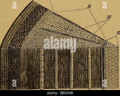 . Barry's Obstgarten. Obst - Kultur. Der Stiel. 25 Niederlassungen aus dem Kragen, wie die Stachelbeere, Johannisbeere, etc., sind Sträucher und Büsche genannt. Wo der Stamm ist öde verzweigt in einiger Entfernung von der Erde, es ist in der Regel der Stamm genannt. Verschiedene Farts der Stammzellen. - Ein Stamm oder Ast eines Baumes und besteht aus den folgenden Teilen, Avhich sind Dis-tinctly beobachtbar, wenn wir es quer. Abbildung 2 repräsentiert einen Teil eines Schaft einen jungen Baum, ein Jahr alt, A.-j&lt;^;: Ich^ = Fe Abb. 2. ABSCHNITT A. STAMMZELLEN EINE TRÄNE ALT - vergrößert. A, Rinde; B, Holz; C, Epidermis; D, Corky La Stockfoto