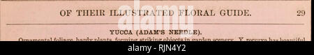 . Barr & Amp; Sugden's spring Samen Katalog und Leitfaden für die Blume und Küche Garten/Barr & Amp; Sugden.. Baumschule Katalog. YUCCA (ADAM'S NEEDLE). Oinamental Laub, winterharte Pflanzen, bilden markante Objekte in Garten sceneiy. Y. recurva hat schöne hängende Blätter, und ist eine sehr wünschenswerte Anlage für Vasen oder zum Anpflanzen auf Rasen oder im Parterre. Jedes - 5.d.il. 1293 Yucca gloriosa, ?/?/i &Lt;7e 2 Gtolo 6 1294, recurva, M./II 7e 2 6 "10 c Jeder-s. (!. X d. 1291 Yucca filamentosa,?r/ij 7".. 2 6 bis 10 6 1292 "VARIEGATA 7 6" 42 0 ZEPHYRANTHES. Diese sind sehr hübsche Knollenpflanzen ein Stockfoto