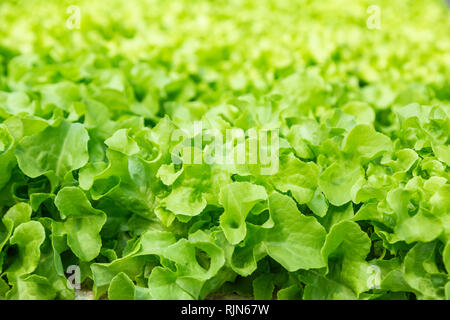 In der Nähe der Jugendlichen hydroponics Gemüse, darunter mehrere Arten von Salat, wachsen auf Wasser, Alternative zu traditionellen argriculture Stockfoto