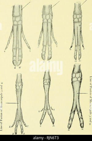 . Elementare Lehrbuch der Zoologie [elektronische Ressource]. Zoologie. 566 CHORDA TA. Abb. 344,- Mann uns von Artiodactyla. {Ad. Nat.) Eine Ulna. B Ulna. C Ulna.. D E F A. Das Schwein, der dritte und der vierte metacarpals sind kostenlos, und es gibt vier funktionellen Zehen. B, DorcatlierhiJU, eng resembhng das Schwein. C, wtth Jragnlns, dritte und vierte metacarpals fixiert, das zweite und fünfte noch Ganzen. D, Hirsche. E, Schafe und F, Kamel, das allmähliche Verschwinden der zweiten und fünften Zehen und der ulna.. Bitte beachten Sie, dass diese Bilder sind von der gescannten Seite Bilder, die digital für die Lesbarkeit erhöht worden sein können extrahiert - Stockfoto