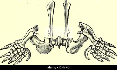 . Elementare Lehrbuch der Zoologie [elektronische Ressource]. Zoologie. MAMMALIA, Weite" von der Hand. Die Bewegung der Graben, wie die von schwimmen und fliegen, handelt es sich um eine großartige Entwicklung der Brustmuskeln, und im Zusammenhang mit dieser, gibt es eine mittlere Kiel oder Ridge auf dem brustbein am ot Ursprung {vgl. bat und Vogel). Alle oben genannten strukturellen Merkmale auf die Grabenden Funktion der vorderen Gliedmaßen. Im Hinblick auf die Erweiterung der episternum, und mit ihm der Gliedmaßen, Blume und Lyddeker Bemerkung: "Im Vordergrund - gliedmassen sind somit brachte gegenüber dem Seiten o Stockfoto