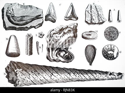 Ein Kupferstich zeigt eine Sammlung von verschiedenen Arten Fossilien, einschließlich haizähne, Ammoniten, Fisch, etc. Vom 18. Stockfoto