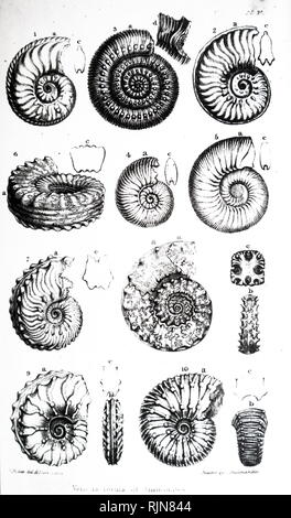 Ein Kupferstich zeigt eine Sammlung von verschiedenen Ammoniten, eine ausgestorbene Gruppe von marine Muschel Tiere in der Unterklasse Ammonoidea der Klasse Cephalopoda. Vom 19. Jahrhundert Stockfoto