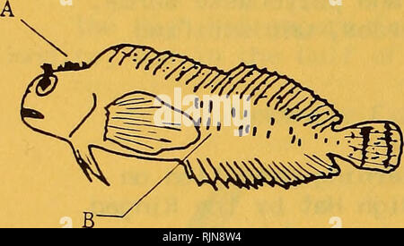 . Eine ausgewogene Marine Aquarium/Barbara Jayne Palko. Die Biologie der Marine Aquarium Fische in Marine [gesammelt, d. h. Monroe] County, Florida/Deb Hess und Johannes Stevely. Meerwasseraquarien.. Schleimfische sind lebendig und neugierige Bewohner home aquarien und erfordern kleine Verstecke (de Graaf 1973). 6.1 Beschreibung der Kommerziell wertvolle Arten und deren Biogeographie Der blenny Familie ist leicht durch die kontinuierliche Rückenflosse (I), die nicht in zwei Teile zerbrochen ist, wie wir in den meisten Fische Familien gesehen haben. Die Familie Blennidae ihren Namen "Kamm Zahn" schleimfische aus Stockfoto