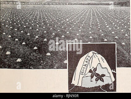 . Bailey's Samen Blumenzwiebeln Stauden Geflügel versorgt. . Bitte beachten Sie, dass diese Bilder sind von der gescannten Seite Bilder, die digital für die Lesbarkeit verbessert haben mögen - Färbung und Aussehen dieser Abbildungen können nicht perfekt dem Original ähneln. extrahiert. Bailey &Amp; Söhne Co; Henry G. Gilbert Baumschule und Saatgut Handel Katalog Kollektion. Salt Lake City, UT. : Bailey &Amp; Söhne Co. Stockfoto