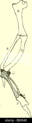 . Elementare Lehrbuch der Zoologie [elektronische Ressource]. Zoologie. "COLUMBA. 371 proximalen Handwurzelknochen. Diese werden durch einen einzelnen Com-lbs-Knochen, deren Entwicklung zeigt es sich aus dem distalen carpals und drei metacarpals miteinander verschmolzen werden. Es ist daher Der carpo - meiacarpits bezeichnet. Es trägt eine erste Stelle, mit einem einzigen Phalanx, eine zweite Ziffer, mit zwei großen phalangen und eine dritte mit einem kleinen. Daher die zwei Besonderheiten des Vogels unterarm sind die Fusion der distalen und carpals metacarpals in einem Knochen und den Verlust der letzten beiden Ziffern. Die erste Ziffer ist Attac Stockfoto