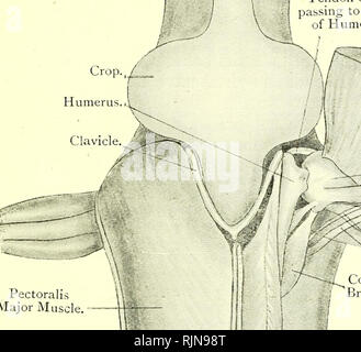 . Elementare Lehrbuch der Zoologie [elektronische Ressource]. Zoologie. COLUMBA. 363 dünnwandigen sac, der Pflanze, von der es in den Körper gelangt - Hohlraum dorsal des Herzens, und endet in einer Glandulären stofnach. Der Magen öffnet sich direkt in ein Bild. 253.- Erste Zerlegung der Taube. {Ad. Nat.) Sehne von clavius an die Rückenseite des Humerus. Pectoralis major. Leiter, Humerus.. ^ N&gt; A. brachialis/"" --- i^Coraco-und Vene. Großer Brustmuskel 'Ich' V hi: "Positionen. Großen Muskel. --- L^-^^ "Sub-clavius. A C I [Kdge ot Ursprung von i'ectoralis Major. Schamberg. Kloake. Das Skigebiet Stockfoto