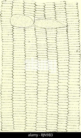 . Lehrbuch der Vergleichenden Mikroskopischen Anatomie der Wirbeltiere [elektronische Ressource]. Wirbeltiere; Auge; Wirbeltiere; Auge. . Bitte beachten Sie, dass diese Bilder sind von der gescannten Seite Bilder, die digital für die Lesbarkeit verbessert haben mögen - Färbung und Aussehen dieser Abbildungen können nicht perfekt dem Original ähneln. extrahiert. Franz, Victor; Oppel, Albert, 1863-1915, Herausgeber, University College, London. Bibliothek Dienstleistungen. Jena: Verlag von Gustav Fischer Stockfoto