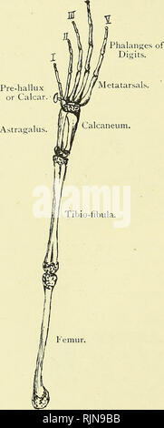 . Elementare Lehrbuch der Zoologie [elektronische Ressource]. Zoologie. 354 AKKORD AN A. In einem Scheibenförmigen Masse mit einer Wölbung auf jeder Seite geschweißt, das acetabulum. Es ist pecuHar in der großen Länge des Ilium und die solide Natur des Beckens. Die hinterflügel Glied ist stark gestreckt. Wie in der vorderen Gliedmaßen, Tibia (Schienbein) und Fibula (Wadenbein), zusätzlich fixiert sind, die beiden Proximalen Fußwurzelknochen, den astragal und calcaneum, in langen Knochen gestreckt. Auf der Innenseite der ersten Zahl ist ein rudimentäres sechste Stelle vor - hallux. Abb. 250.- Hind Limb von Rana. Ist. Hinweis Dehnung der Fußwurzelknochen, Verschmelzung von t Stockfoto