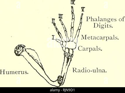 . Elementare Lehrbuch der Zoologie [elektronische Ressource]. Zoologie. Xiphisternum. Ansicht mit Dorsalen Teile nach unten gebogen. Knochen ist schwarz und Knorpel punktiert. fore Extremität hat zwei Besonderheiten. Der Radius und ulna sind in einem Knochen United, und es gibt keine axiale Ziffer oder Daumen. Abb., 248.-Fore-Limb von Ran.. Hinweis Verschmelzung von Radius und ULNA und das Fehlen von pollex, ein metacarpal onlj - Verbleibende. Die Becken- o^ irdle hat eine sehr lange forwardly - diiected ilium Artikulation mit der sakralen Wirbel. Die puhes und Ischia Abb. 249,- Beckengürtel von Rana. Ilium.. Bitte beachten Sie, dass diese Bilder aus extrahiert werden Stockfoto