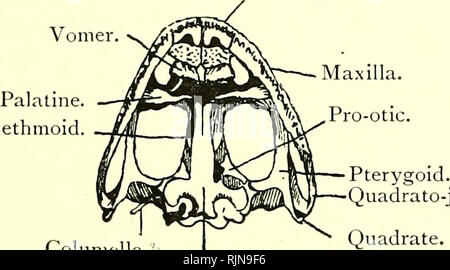 . Elementare Lehrbuch der Zoologie [elektronische Ressource]. Zoologie. RANA. 349 branchial Zweige, aber suppHes des Kehlkopfes, der Lunge, Herz und Magen. An den Seiten des vertebrce sind eine Reihe von Massen von kalkhaltigen Materie genannt kalkhaltigen Körpern. Sie haben eine merkwürdige entwicklungspolitischen Zusammenhang mit dem Ohr. Das Gehirn kann durch Entfernen der dorsalen Knochen des Schädels gesehen werden. Es ist klein, und hat einen sehr kleinen Kleinhirn. Die verschiedenen Teile sind auf einer horizontalen Achse und nicht überlappen. Das Rückenmark verläuft nach unten der Wirbelsäule wie in der Skate, und endet in der urostyle. 'J' Er Stockfoto