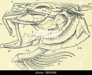 . Elementare Lehrbuch der Zoologie [elektronische Ressource]. Zoologie. 336 AKKORD AN A. Zu dieser Schädel sind locker eine Reihe von Knochen, die Viszeralen Bögen befestigt. Vorher gepaart sind pre-jnaxilla Lager Zähne, und inaxilhE ohne Zähne. Diese sollen mit der labialen Knorpel der Skate angeschlossen werden. Der erste oder der Mandibularbogen ossifies in den Bahnhof Châteaucreux der Ect-ethmoids, die pterygoids mit meso- und nietapterygoids und die guadj" Ates, die obere Hälfte (oder palato-Quadrat-Kette) und der Gelenkknorpel, eckige Form, und dentary bildet die untere Hälfte oder mandibl Stockfoto