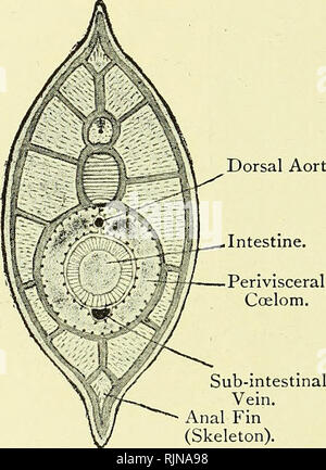 . Elementare Lehrbuch der Zoologie [elektronische Ressource]. Zoologie. 300 CHORD ATA. oxus, aber das Atrium ist nicht rund die dorsale Hne des Pharynx fortgesetzt. In Ascidia Es war Mitte der ventralen Teil, der unvollständig war. Das Atrium ist nach hinten hinter den Pharynx fortgesetzt und entlang der Darm, bis es beendet in der atriopore, durch die das Wasser verlassen hat. Das Liegen auf der rechten Seite des Pharynx im Atrium ist eine lange Hohl sac, die Leber, die sich in der Speiseröhre an der Kreuzung der Rachen und Darm wird geöffnet. Der intes-Tine ist nach hinten produziert, als ein langes Rohr auf die Stockfoto