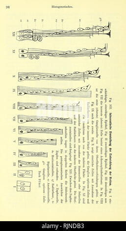 . Lehrbuch der Vergleichenden Mikroskopischen Anatomie der Wirbeltiere [elektronische Ressource]. Wirbeltiere; Auge; Wirbeltiere; Auge. . Bitte beachten Sie, dass diese Bilder sind von der gescannten Seite Bilder, die digital für die Lesbarkeit verbessert haben mögen - Färbung und Aussehen dieser Abbildungen können nicht perfekt dem Original ähneln. extrahiert. Franz, Victor; Oppel, Albert, 1863-1915, Herausgeber, University College, London. Bibliothek Dienstleistungen. Jena: Verlag von Gustav Fischer Stockfoto