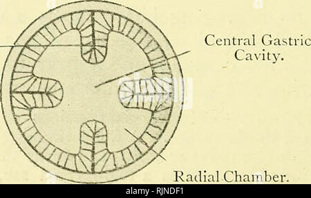 . Elementare Lehrbuch der Zoologie [elektronische Ressource]. Zoologie. Abb. 64.- Querschnitt durch den unteren Teil des Scyphula Larve. Radiale Mesenterium.. Bitte beachten Sie, dass diese Bilder sind von der gescannten Seite Bilder, die digital für die Lesbarkeit verbessert haben mögen - Färbung und Aussehen dieser Abbildungen können nicht perfekt dem Original ähneln. extrahiert. Masterman, Arthur Thomas; Parsons, John Herbert, Sir, 1868-1957, der Geber; S. H. Lazarus (Firma); University College, London. Bibliothek Dienstleistungen. Edinburgh: E.&amp; S. Livingstone Stockfoto