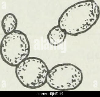 . Bakteriologische Verfahren in der Nahrung und Droge Labors, eine Einführung in die mikro-analytischen Methoden. Bakteriologie; Lebensmittel; Droge Verfälschung; Bakteriologie. . Bitte beachten Sie, dass diese Bilder sind von der gescannten Seite Bilder, die digital für die Lesbarkeit verbessert haben mögen - Färbung und Aussehen dieser Abbildungen können nicht perfekt dem Original ähneln. extrahiert. Schneider, Albert, 1863-1928. Philadelphia, S. Blakiston's Sohn &Amp; Co Stockfoto