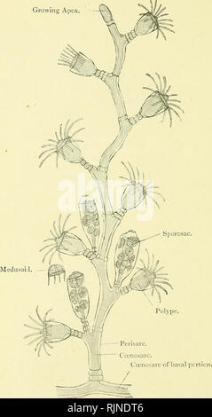 . Elementare Lehrbuch der Zoologie [elektronische Ressource]. Zoologie. ii 8 CCELENTERATA. Abb. - 5 ICH -- Kolonie von Obelia Geniculata (vergrößert). Wir können daher als Ohelia gebildet, der eine Kolonie von Einzelpersonen wie Hydra, organisch verbunden durch die ccenosarc. In diesem Wir sind. Bitte beachten Sie, dass diese Bilder sind von der gescannten Seite Bilder, die digital für die Lesbarkeit verbessert haben mögen - Färbung und Aussehen dieser Abbildungen können nicht perfekt dem Original ähneln. extrahiert. Masterman, Arthur Thomas; Parsons, John Herbert, Sir, 1868-1957, der Geber; S. H. Lazarus (Firma); Universität Col Stockfoto