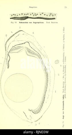 . Lehrbuch der Vergleichenden Mikroskopischen Anatomie der Wirbeltiere [elektronische Ressource]. Wirbeltiere; Auge; Wirbeltiere; Auge. . Bitte beachten Sie, dass diese Bilder sind von der gescannten Seite Bilder, die digital für die Lesbarkeit verbessert haben mögen - Färbung und Aussehen dieser Abbildungen können nicht perfekt dem Original ähneln. extrahiert. Franz, Victor; Oppel, Albert, 1863-1915, Herausgeber, University College, London. Bibliothek Dienstleistungen. Jena: Verlag von Gustav Fischer Stockfoto