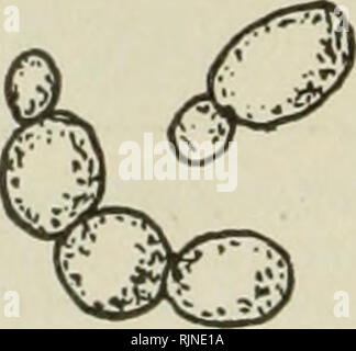 . Bakteriologische Verfahren in der Nahrung und Droge Labors, eine Einführung in die mikro-analytischen Methoden. Bakteriologie; Lebensmittel; Droge Verfälschung. . Bitte beachten Sie, dass diese Bilder sind von der gescannten Seite Bilder, die digital für die Lesbarkeit verbessert haben mögen - Färbung und Aussehen dieser Abbildungen können nicht perfekt dem Original ähneln. extrahiert. Schneider, Albert, 1863-1928. Philadelphia, S. Blakiston's Sohn &Amp; Co Stockfoto