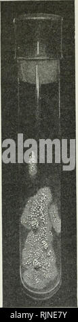 . Bakteriologische Verfahren in der Nahrung und Droge Labors, eine Einführung in die mikro-analytischen Methoden. Bakteriologie; Lebensmittel; Droge Verfälschung; Bakteriologie. 134 bakteriologischen Methoden. Abb. 43.- Tuberkel ba-cillus slant Kultur auf glyc - Erin-Agar, mehrere Monate alt.- (Stitt, nach Curtis.) ist nicht abschliessend, die beiden anderen inocu-Meerschweinchen sollten 2 Wochen länger dann seziert und wie die ersten untersucht werden. Gelegentlich gibt es Abszeßanordnung zum Zeitpunkt der Impfung, aber das muss nicht unbedingt mit der tuberkulösen Entwicklung in den Drüsen und im tieferen t stören Stockfoto