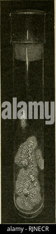 . Bakteriologische Verfahren in der Nahrung und Droge Labors, eine Einführung in die mikro-analytischen Methoden. Bakteriologie; Lebensmittel; Droge Verfälschung. 134 bakteriologischen Methoden. Abb. 43.- Tuberkel ba-cillus slant Kultur auf glyc - Erin-Agar, mehrere Monate alt.- {Stelzenläufer, nach Curtis.) nicht abschließend ist, der andere 'zwei inocu-Meerschweinchen sollten 2 Wochen länger dann seziert und wie die ersten untersucht werden. Gelegentlich gibt es Abszeßanordnung zum Zeitpunkt der Impfung, aber das muss nicht unbedingt mit der tuberkulösen Entwicklung in den Drüsen und in tiefere Gewebe stören. Es ist Stockfoto