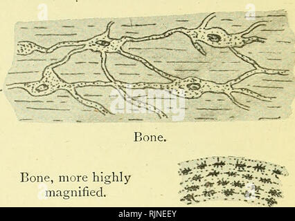 . Elementare Lehrbuch der Zoologie [elektronische Ressource]. Zoologie. 34 Masse Gewebe. {D) Knochen. - Die Zellen oder Knochen Blutkörperchen bilden ein Geflecht von fein verzweigte Zellen, anasto - mosing in jeder Richtung, und die Matrix aus konzentrischen Schichten oder Lamellen aus kalkhaltigen Angelegenheit, die ein hartes, dichtes Gewebe unterstützen. (2) Muskelgewebe. - Die Zellen oder Fasern werden in Massen aggregiert, und jeder ist in der Regel in die Richtung der Kontraktion länglich. Die Eigenschaft der Kontraktilität ist in Ihnen konzentriert und die kann oder kann nicht ein Kreuz Riefenbildung zeigen. In den höheren Arten der gesamten Zelle ist Mo Stockfoto