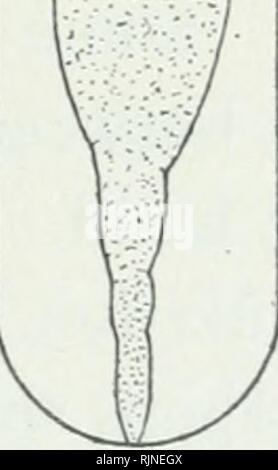 . Bakteriologische Verfahren in der Nahrung und Droge Labors, eine Einführung in die mikro-analytischen Methoden. Bakteriologie; Lebensmittel; Droge Verfälschung; Bakteriologie. . Bitte beachten Sie, dass diese Bilder sind von der gescannten Seite Bilder, die digital für die Lesbarkeit verbessert haben mögen - Färbung und Aussehen dieser Abbildungen können nicht perfekt dem Original ähneln. extrahiert. Schneider, Albert, 1863-1928. Philadelphia, S. Blakiston's Sohn &Amp; Co Stockfoto