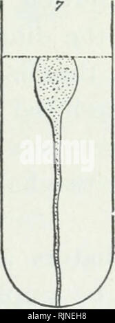 . Bakteriologische Verfahren in der Nahrung und Droge Labors, eine Einführung in die mikro-analytischen Methoden. Bakteriologie; Lebensmittel; Droge Verfälschung; Bakteriologie. . Bitte beachten Sie, dass diese Bilder sind von der gescannten Seite Bilder, die digital für die Lesbarkeit verbessert haben mögen - Färbung und Aussehen dieser Abbildungen können nicht perfekt dem Original ähneln. extrahiert. Schneider, Albert, 1863-1928. Philadelphia, S. Blakiston's Sohn &Amp; Co Stockfoto