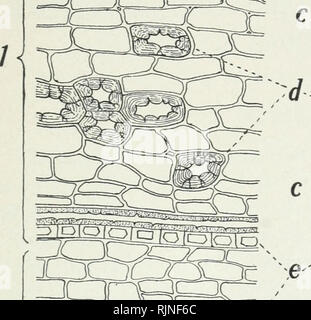 . Bakteriologische Verfahren in der Nahrung und Droge Labors, eine Einführung in die mikro-analytischen Methoden. Bakteriologie; Lebensmittel; Droge Verfälschung; Bakteriologie. SlIIIIlEerail''. Bitte beachten Sie, dass diese Bilder sind von der gescannten Seite Bilder, die digital für die Lesbarkeit verbessert haben mögen - Färbung und Aussehen dieser Abbildungen können nicht perfekt dem Original ähneln. extrahiert. Schneider, Albert, 1863-1928. Philadelphia, S. Blakiston's Sohn &Amp; Co Stockfoto