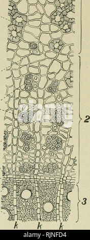 . Bakteriologische Verfahren in der Nahrung und Droge Labors, eine Einführung in die mikro-analytischen Methoden. Bakteriologie; Lebensmittel; Droge Verfälschung. . Bitte beachten Sie, dass diese Bilder sind von der gescannten Seite Bilder, die digital für die Lesbarkeit verbessert haben mögen - Färbung und Aussehen dieser Abbildungen können nicht perfekt dem Original ähneln. extrahiert. Schneider, Albert, 1863-1928. Philadelphia, S. Blakiston's Sohn &Amp; Co Stockfoto