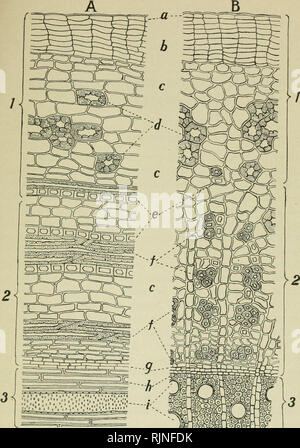 . Bakteriologische Verfahren in der Nahrung und Droge Labors, eine Einführung in die mikro-analytischen Methoden. Bakteriologie; Lebensmittel; Droge Verfälschung. Platte VI. Bitte beachten Sie, dass diese Bilder sind von der gescannten Seite Bilder, die digital für die Lesbarkeit verbessert haben mögen - Färbung und Aussehen dieser Abbildungen können nicht perfekt dem Original ähneln. extrahiert. Schneider, Albert, 1863-1928. Philadelphia, S. Blakiston's Sohn &Amp; Co Stockfoto