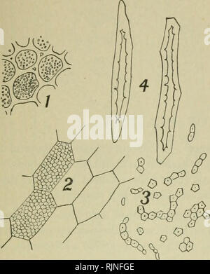 . Bakteriologische Verfahren in der Nahrung und Droge Labors, eine Einführung in die mikro-analytischen Methoden. Bakteriologie; Lebensmittel; Droge Verfälschung. . Bitte beachten Sie, dass diese Bilder sind von der gescannten Seite Bilder, die digital für die Lesbarkeit verbessert haben mögen - Färbung und Aussehen dieser Abbildungen können nicht perfekt dem Original ähneln. extrahiert. Schneider, Albert, 1863-1928. Philadelphia, S. Blakiston's Sohn &Amp; Co Stockfoto