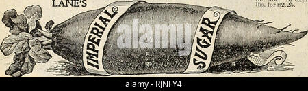 . A.-W. Livingston's Söhne jährliche von True Blue Samen. Samen Kataloge ; Saatgut Industrie und Handel Ohio Columbus Ohio Columbus Kataloge; Gemüse; Früchte Ohio Columbus Kataloge Kataloge; Blumen Ohio Columbus Kataloge. Die Spur der verbesserte IMPERIAL - eine amerikanische Sorte, und gut für die Fütterung mochte. Es ist nicht so süß wie der französischen Zuckerrüben speziell für Zucker, der Macht gewachsen, aber die Wurzeln sind größer und svmmetrical, feinen Korn und sehr süß. Pkt., 5c: oz., 10c; % lb., 15c; lb., 45. Bv express-Lb, 35c; 5 lbs für $ 1,30 - 10 lbs für $ 2,75. Französisch: Red Top - weitgehend in Frankreich angebaut. Reift Stockfoto