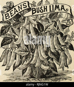 . A.-W. Livingston's Söhne jährliche von True Blue Samen. Samen Kataloge ; Saatgut Industrie und Handel Ohio Columbus Ohio Columbus Kataloge; Gemüse; Früchte Ohio Columbus Kataloge Kataloge; Blumen Ohio Columbus Kataloge. . Bitte beachten Sie, dass diese Bilder sind von der gescannten Seite Bilder, die digital für die Lesbarkeit verbessert haben mögen - Färbung und Aussehen dieser Abbildungen können nicht perfekt dem Original ähneln. extrahiert. Livingston Seed Company; Henry G. Gilbert Baumschule und Saatgut Handel Katalog Kollektion. Columbus, Ohio: A.-W. Livingston's Söhne Stockfoto