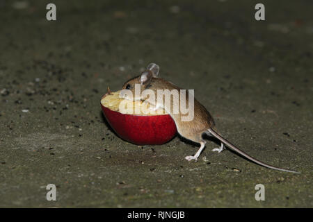 Ein wildes Holz Maus (APODEMUS SYLVATICUS) Essen eine Apple links als Vogelfutter in einem Englischen Garten im Winter. Stockfoto